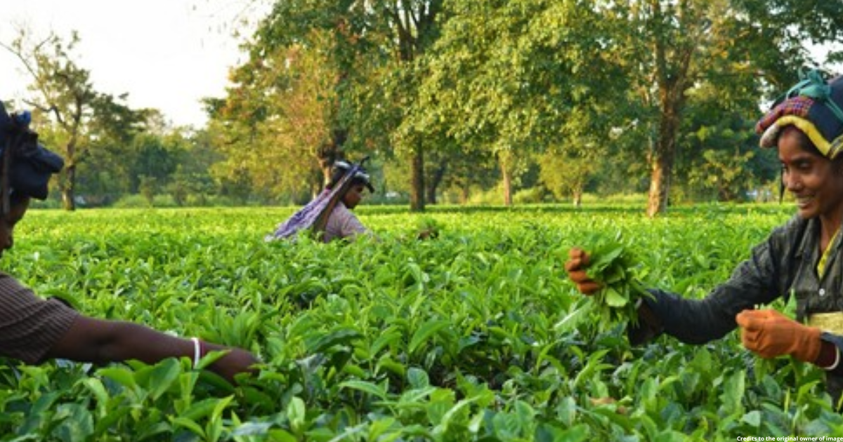 India's tea production jumps 16.5 pc in Sept